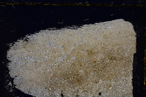 Cross Polarized, E21691