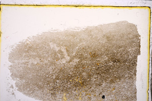 Plane Polarized, E21691