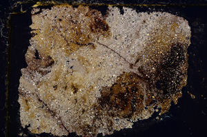 Cross Polarized, E21692