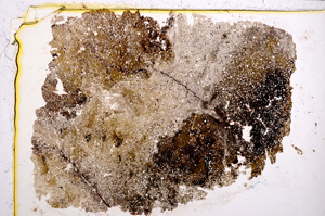 Plane Polarized, E21692