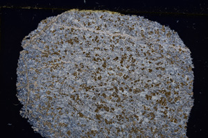 Cross Polarized, E21721