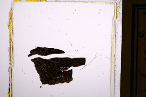 Plane Polarized, E21740