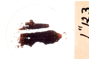 Plane Polarized, E21742