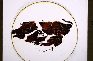 Plane Polarized, E21759