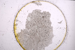 Plane Polarized, E21784