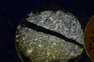 Cross Polarized, E21786