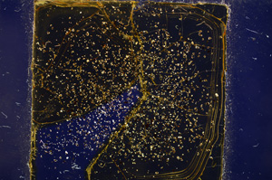 Cross Polarized, E21788