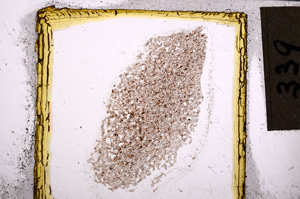 Plane Polarized, E21851