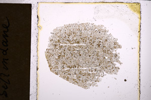 Plane Polarized, E21863