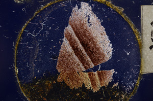 Cross Polarized, E21977