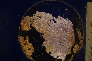 Cross Polarized, E21982