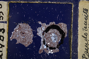 Cross Polarized, E21983