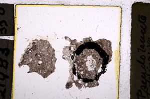 Plane Polarized, E21983