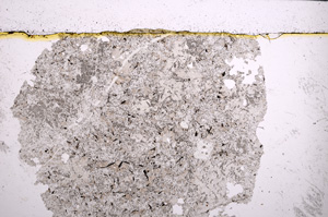 Plane Polarized, E21988