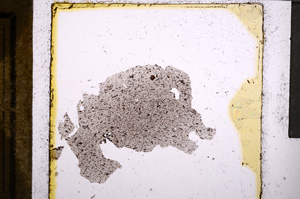 Plane Polarized, E21990