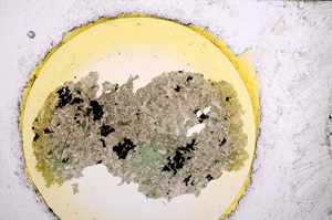 Plane Polarized, E22002