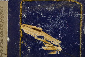 Cross Polarized, E22005