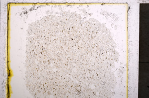 Plane Polarized, E22020