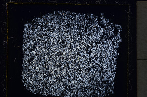 Cross Polarized, E22026