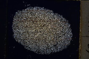 Cross Polarized, E22033