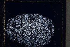 Cross Polarized, E22037