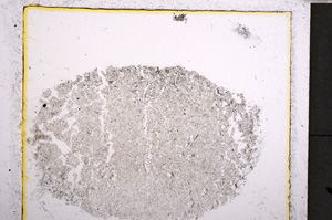 Plane Polarized, E22037