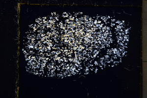 Cross Polarized, E22040