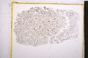 Plane Polarized, E22040