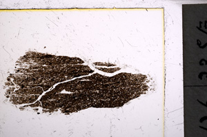 Plane Polarized, E22069