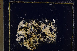 Cross Polarized, E22108