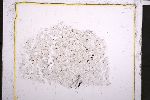 Plane Polarized, E22119