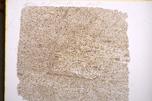 Plane Polarized, E22164