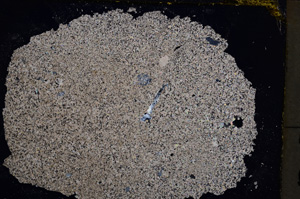 Cross Polarized, E22174