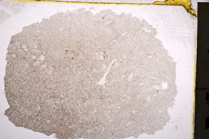 Plane Polarized, E22174