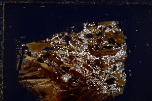 Cross Polarized, E22223