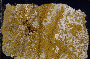 Cross Polarized, E22227