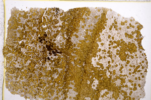 Plane Polarized, E22227