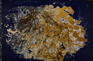 Cross Polarized, E22232