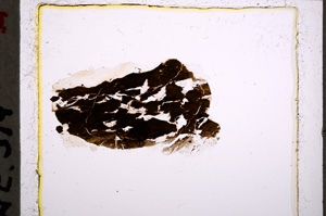 Plane Polarized, E22233