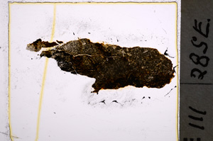 Plane Polarized, E22241
