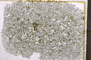 Plane Polarized, E22244