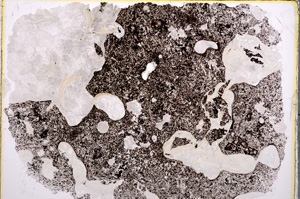 Plane Polarized, E22248
