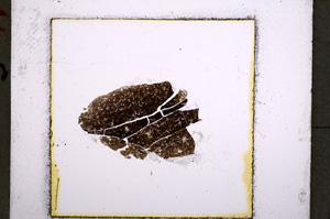 Plane Polarized, E22264
