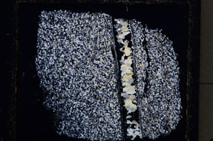 Cross Polarized, E22271