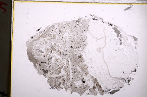 Plane Polarized, E22274