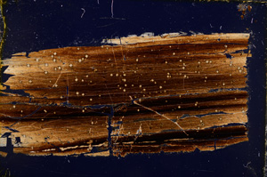 Cross Polarized, E22313