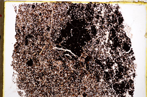 Plane Polarized, E22335