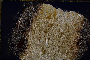 Cross Polarized, E22343