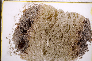 Plane Polarized, E22343