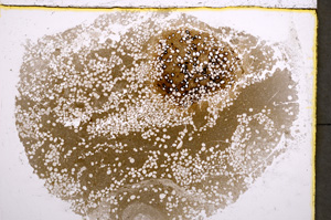 Plane Polarized, E22344